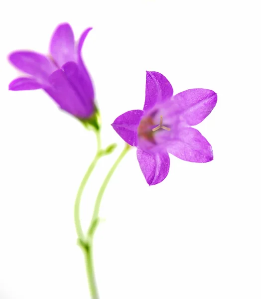 절연 라일락 꽃 — 스톡 사진