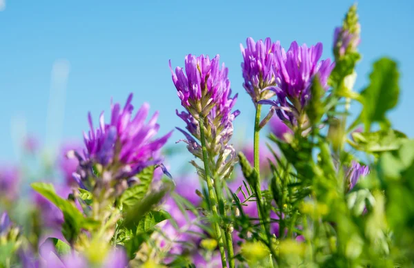 Wiesenblumen — Stockfoto