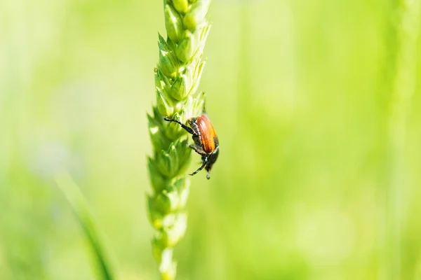 Orelha de trigo com um besouro — Fotografia de Stock