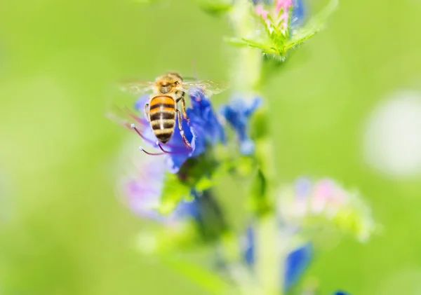 L'abeille collecte le nectar — Photo