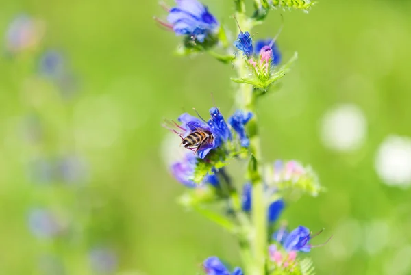 Bee collects nectar — Stock Photo, Image