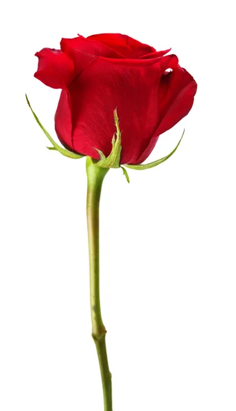 Red rose isolated — Stock Photo, Image