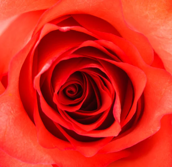 Makro Rote Rose — Stockfoto