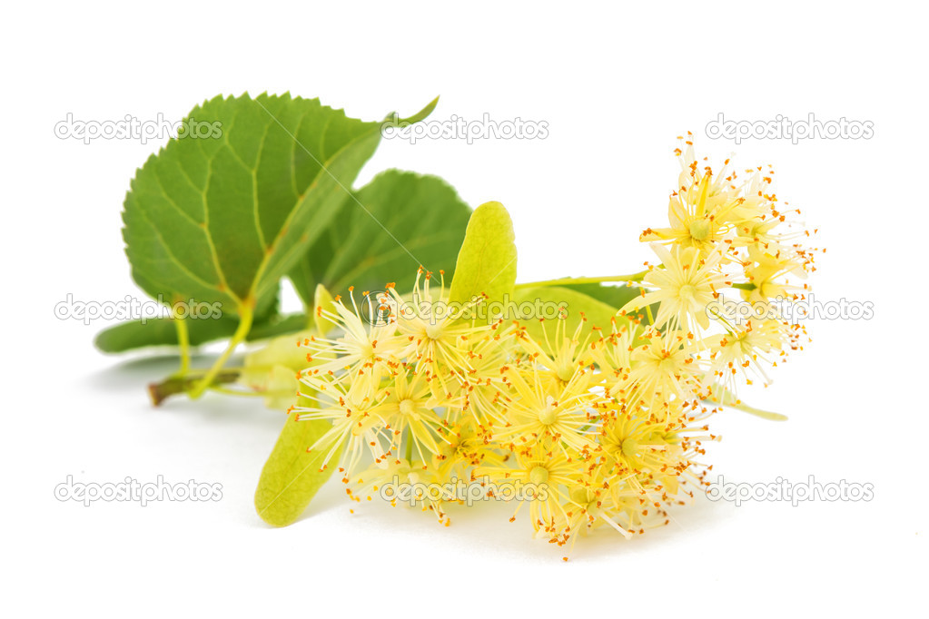 linden flowers isolated