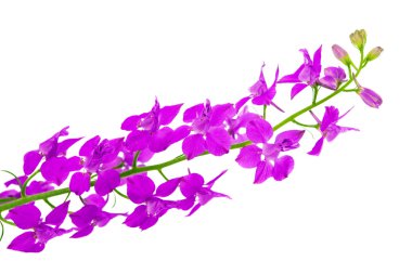 kır çiçekleri izole