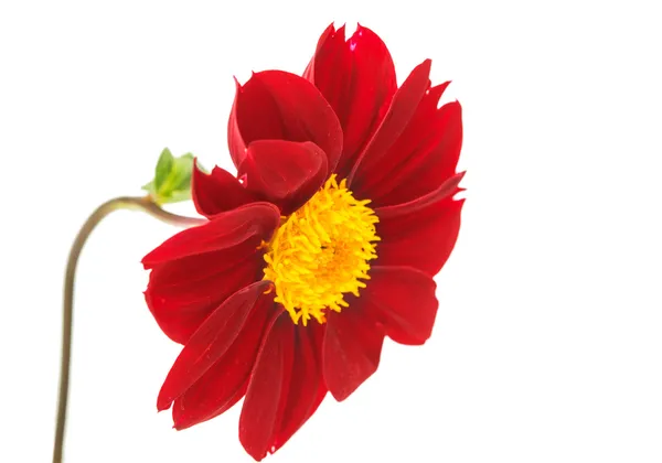 Dahlia bloem geïsoleerd — Stockfoto