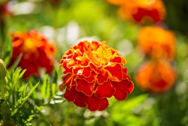 büyüyen marigolds