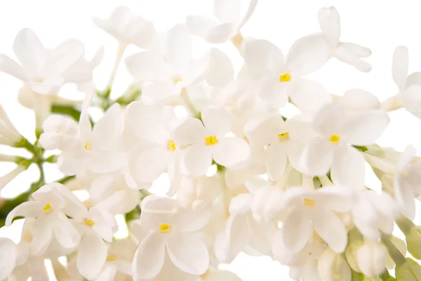 Lilases brancos isolados — Fotografia de Stock