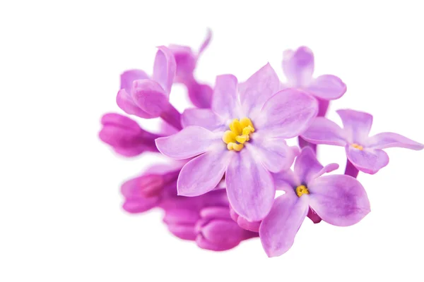 Lilac flowers isolated — Stock Photo, Image