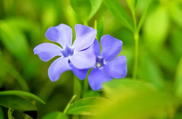 Periwinkle Vinca blue spring flowers — Stock Photo, Image