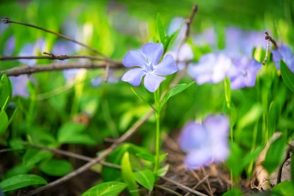 Синие весенние цветы Periwinkle Vinca — стоковое фото