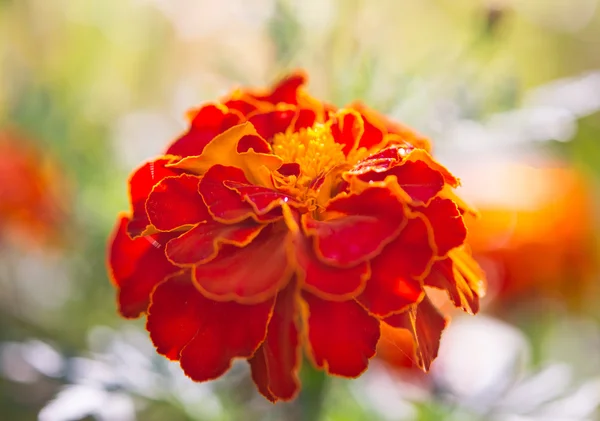 Calendule in crescita — Foto Stock