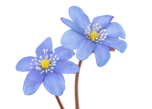 Hepatica nobilis — Stock Photo, Image