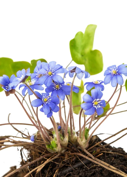 Hepatica nobilis — Foto Stock