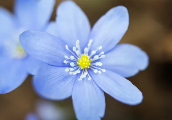 Blooming in the spring forest Hepatica nobilis — Stock Photo, Image