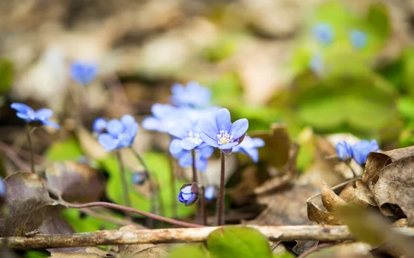 Floraison dans la forêt printanière Hepatica nobilis — Photo