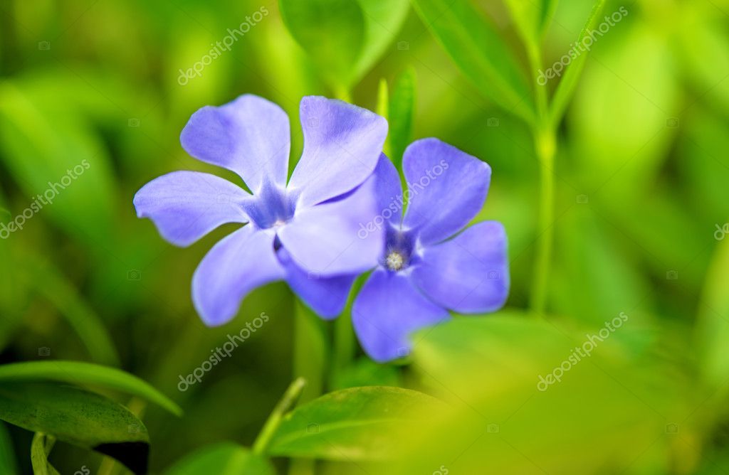 Periwinkle Vinca blue spring flowers Stock Photo by ©ksena32 38072779
