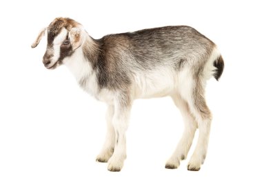 izole küçük keçi