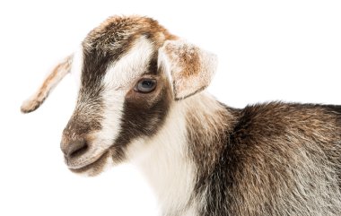 izole küçük keçi