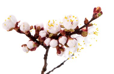 Kayısı çiçek şube