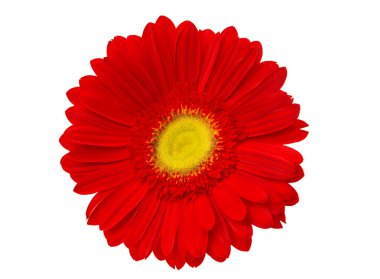 izole kırmızı gerbera