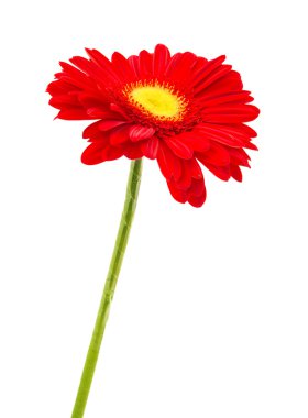 izole kırmızı gerbera