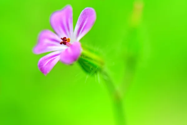 Lila květina makro — Stock fotografie