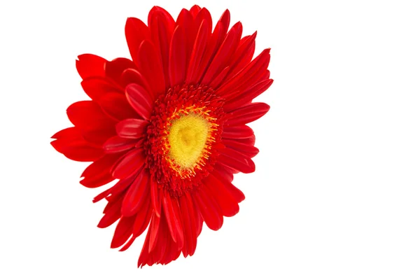 Vermelho Gerbera isolado — Fotografia de Stock