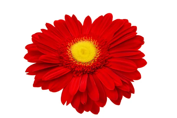 Red gerbera isolated — Stock Photo, Image