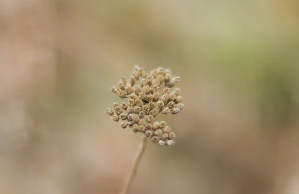 마른 잔디 씨앗 — 스톡 사진