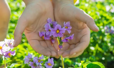 çiçek açan patates