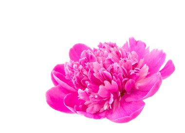 izole Şakayık çiçeği