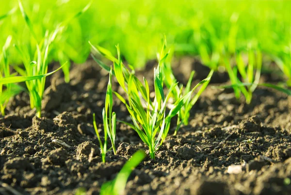 Groene scheuten van tarwe — Stockfoto