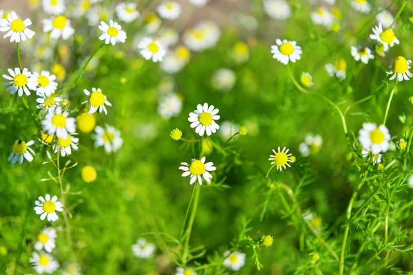 Tıbbi papatya — Stok fotoğraf