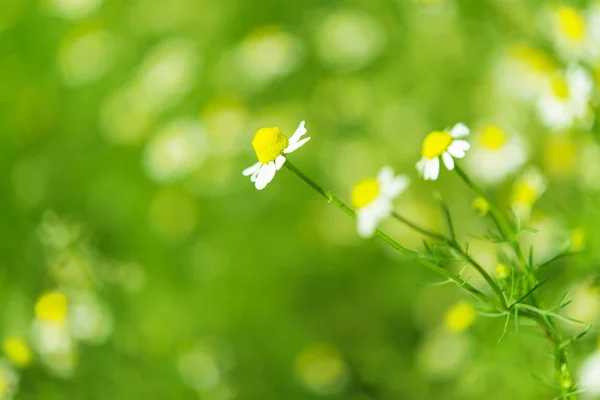 Medical daisy — Stock Photo, Image