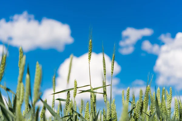 Green wheat — Stock Photo, Image