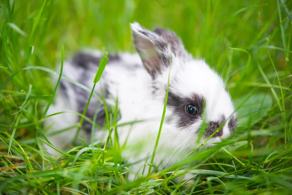 푸른 잔디에 앉은 토끼 — 스톡 사진