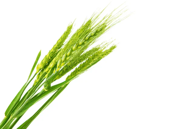 Yeşil buğday izole — Stok fotoğraf