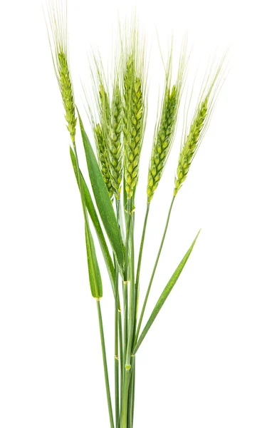 Green wheat isolated — Stock Photo, Image