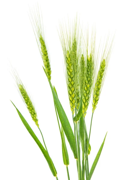 Zelená pšenice, samostatný — Stock fotografie