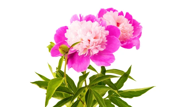 Peony flower isolated — Stock Photo, Image