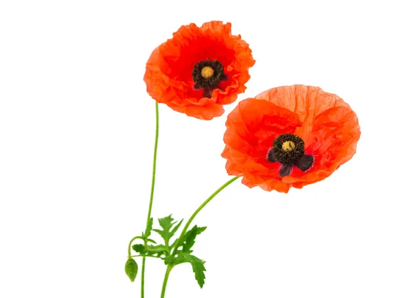 Roter Mohn — Stockfoto