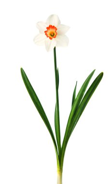 izole nergis çiçeği