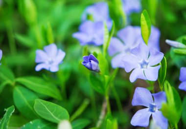 Deniz salyangozu çiçekleri