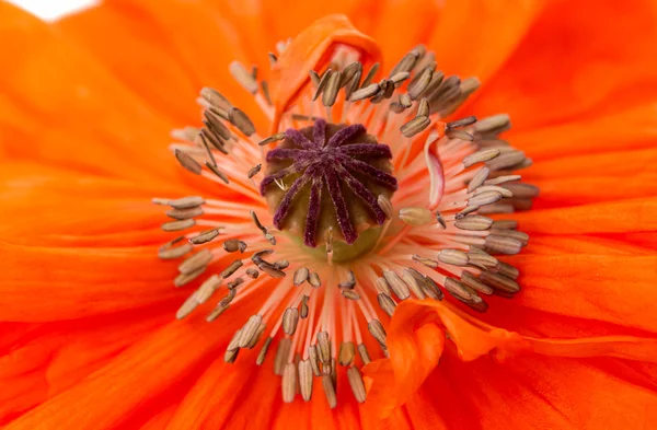 Roter Mohn isoliert — Stockfoto