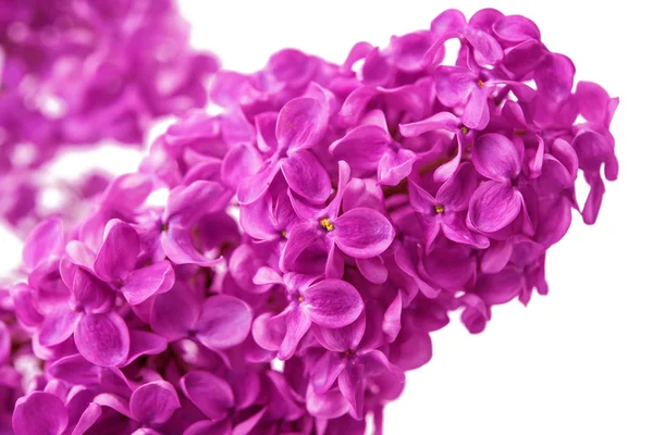 Lilac branch isolated — Stock Photo, Image