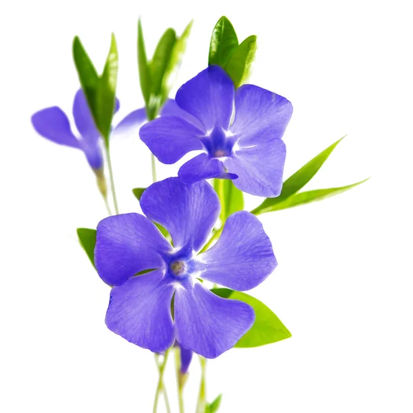 Blomma periwinkle — Stockfoto