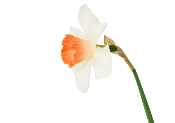 Izole nergis çiçeği — Stok fotoğraf