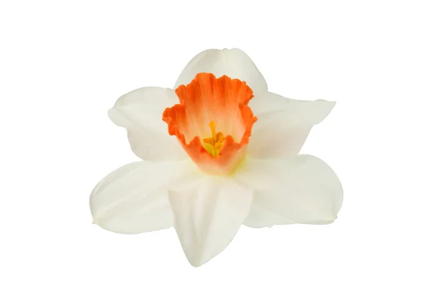 Narcissus flower isolated — Stock Photo, Image