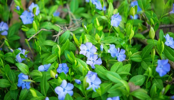 Fiori di pervinca — Foto Stock